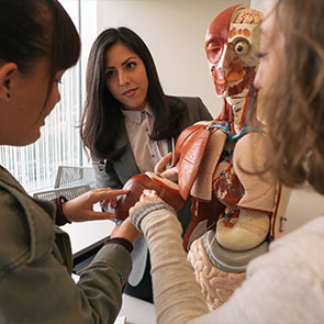 Group of medical students examining a model. Read about Gifts of Life Insurance